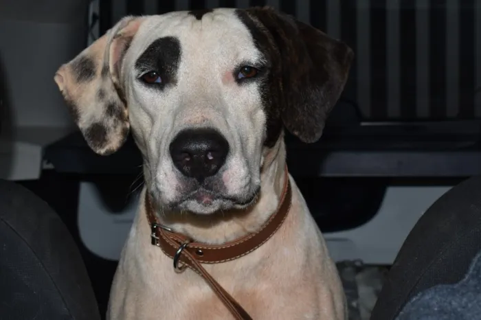 Cachorro raça SRD-ViraLata idade 2 anos nome Ziggy