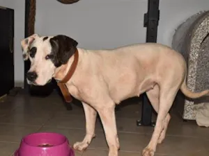 Cachorro raça SRD-ViraLata idade 2 anos nome Ziggy