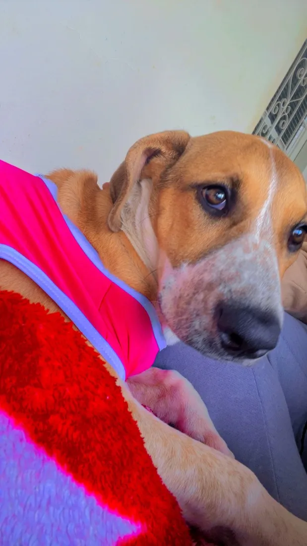 Cachorro raça SRD-ViraLata idade 2 a 6 meses nome Nina