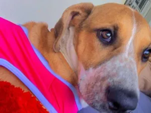 Cachorro raça SRD-ViraLata idade 2 a 6 meses nome Nina