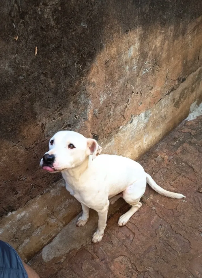 Cachorro raça SRD-ViraLata idade 2 anos nome Floki