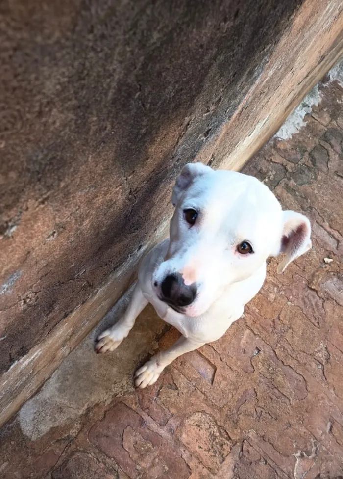 Cachorro raça SRD-ViraLata idade 2 anos nome Floki
