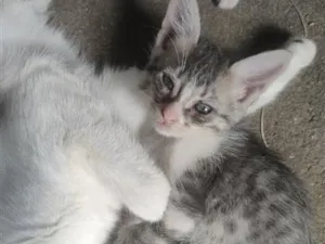 Gato raça SRD-ViraLata idade 2 a 6 meses nome serena