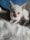 você escolhe. tenho 3 gatos branco 