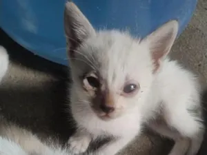 Gato raça SRD-ViraLata idade Abaixo de 2 meses nome você escolhe. tenho 3 gatos branco 