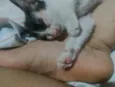 kiara