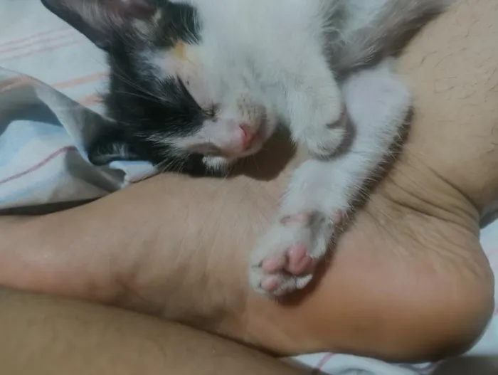 Gato raça SRD-ViraLata idade Abaixo de 2 meses nome kiara