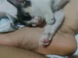 kiara
