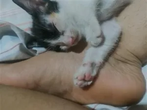 Gato raça SRD-ViraLata idade Abaixo de 2 meses nome kiara