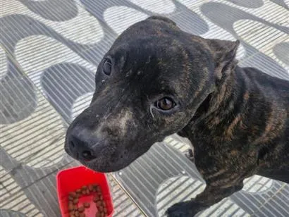Cachorro raça SRD-ViraLata idade 7 a 11 meses nome sem nome