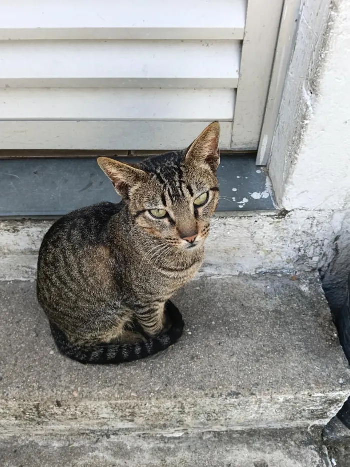 Gato raça SRD-ViraLata idade 2 anos nome Manso