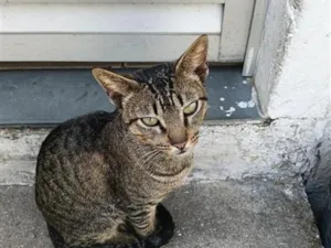 Gato raça SRD-ViraLata idade 2 anos nome Manso