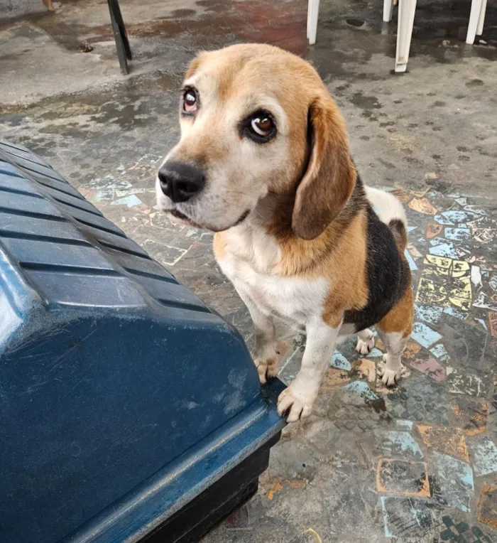 Cachorro raça SRD-ViraLata idade 6 ou mais anos nome slinky