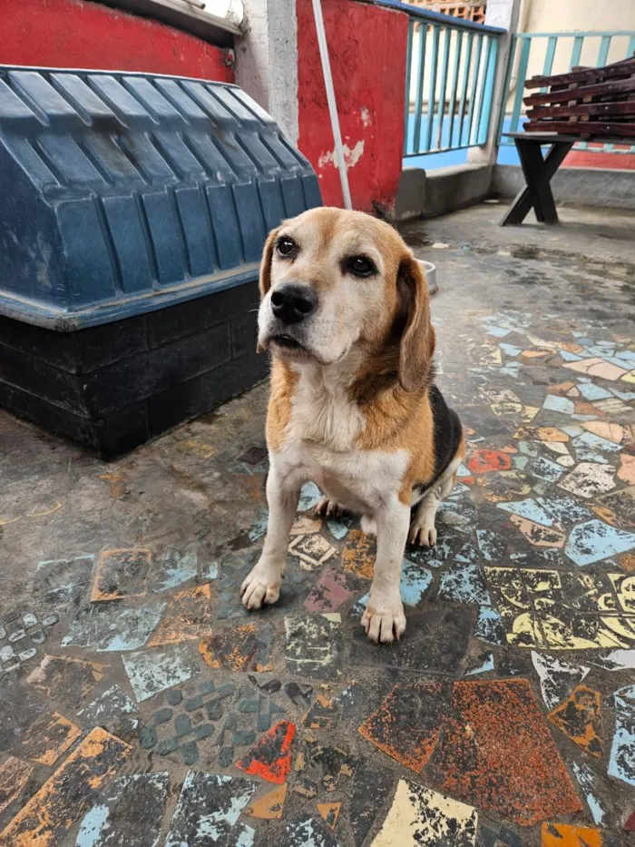 Cachorro raça SRD-ViraLata idade 6 ou mais anos nome slinky