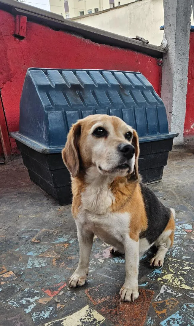 Cachorro raça SRD-ViraLata idade 6 ou mais anos nome slinky