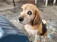 slinky