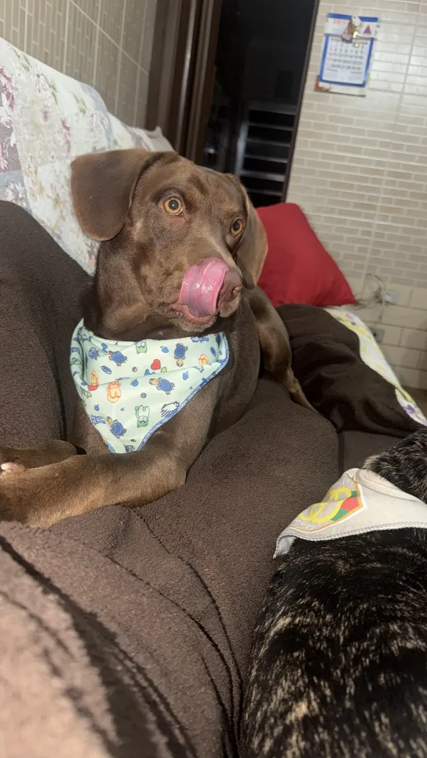 Cachorro raça Labrador idade 2 anos nome Simba