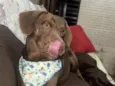 Simba