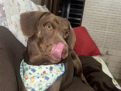 Cachorro raça Labrador idade 2 anos nome Simba