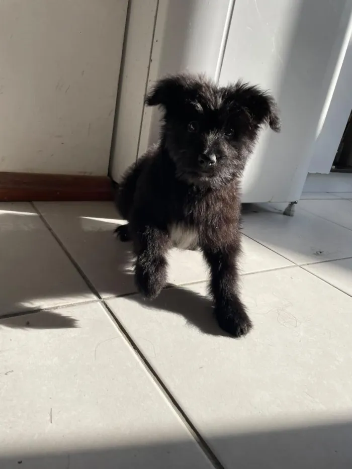 Cachorro raça SRD-ViraLata idade 1 ano nome cachorrinha