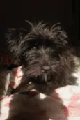 cachorrinha