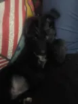 cachorrinha