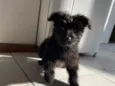 cachorrinha