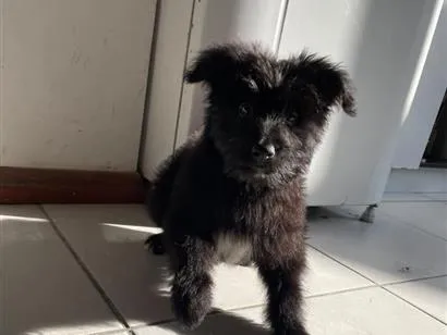 Cachorro raça SRD-ViraLata idade 1 ano nome cachorrinha