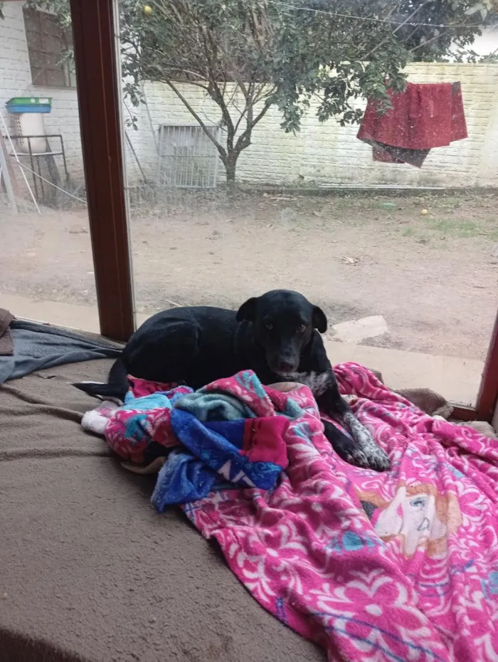 Cachorro raça SRD-ViraLata idade 4 anos nome Pretinha