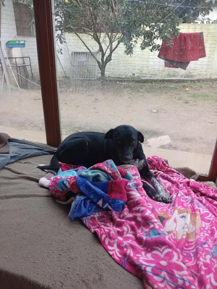 Cachorro raça SRD-ViraLata idade 4 anos nome Pretinha