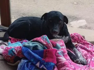 Cachorro raça SRD-ViraLata idade 4 anos nome Pretinha