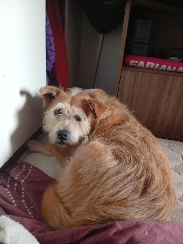 Cachorro raça SRD-ViraLata idade 6 ou mais anos nome João