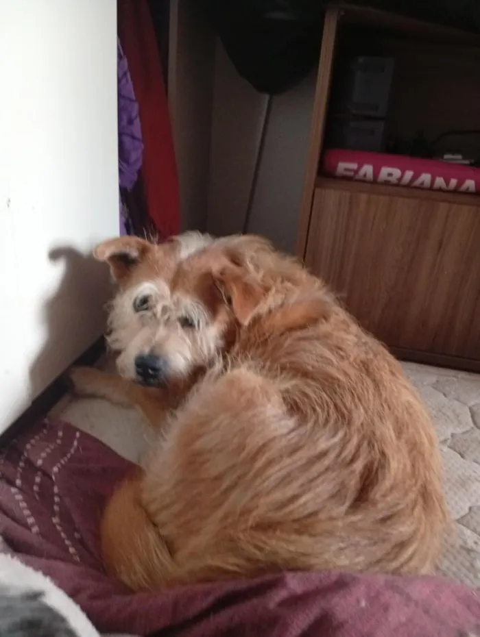 Cachorro raça SRD-ViraLata idade 6 ou mais anos nome João