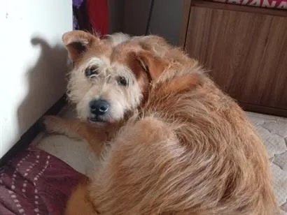 Cachorro raça SRD-ViraLata idade 6 ou mais anos nome João