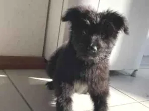 Cachorro raça SRD-ViraLata idade 1 ano nome cachorrinha