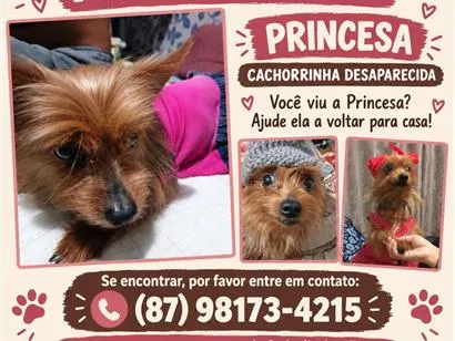 Cachorro raça SRD-ViraLata idade 6 ou mais anos nome Princesa