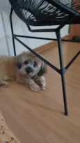 paçoca 
