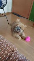 paçoca 