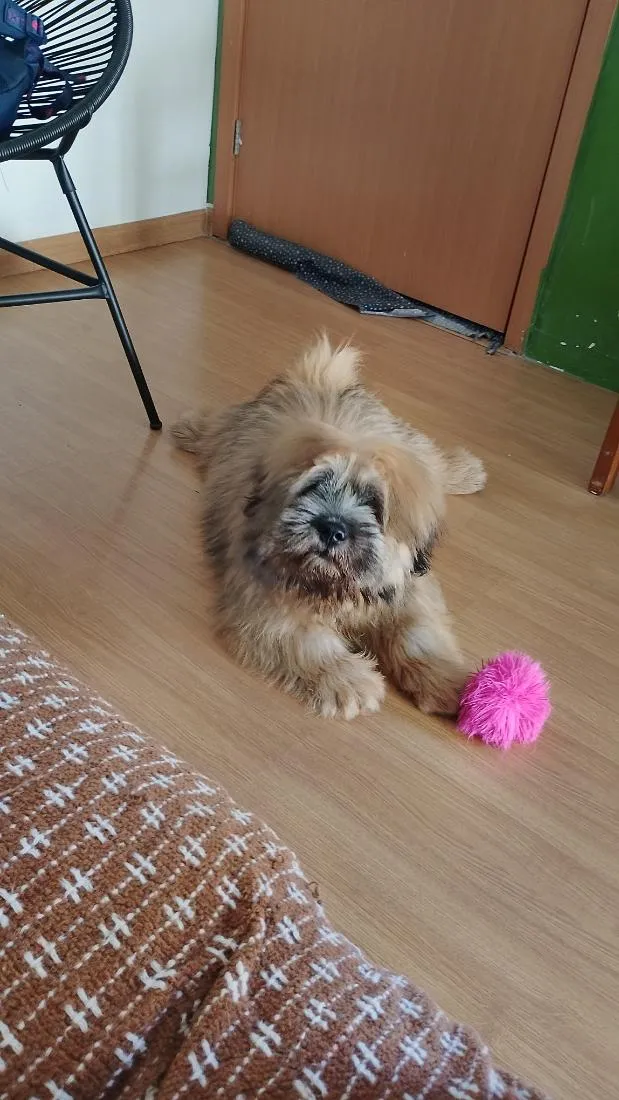 Cachorro raça Shitzu idade 7 a 11 meses nome paçoca 