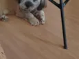 paçoca 