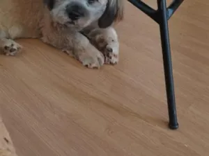 Cachorro raça Shitzu idade 7 a 11 meses nome paçoca 