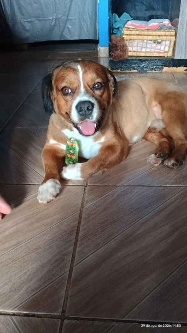 Cachorro raça SRD-ViraLata idade 2 anos nome look