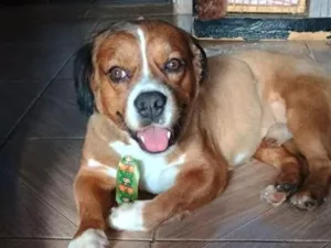 Cachorro raça SRD-ViraLata idade 2 anos nome look