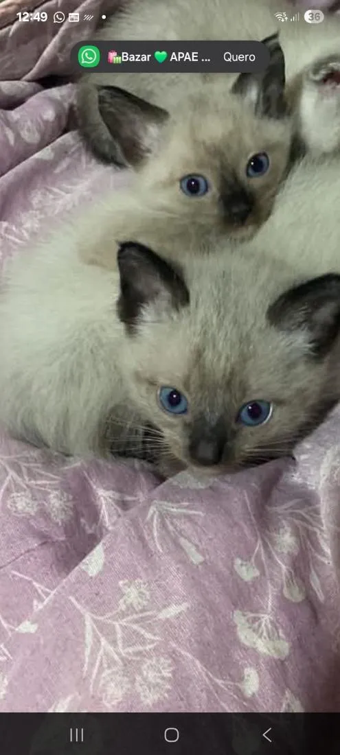Gato raça SRD-ViraLata idade Abaixo de 2 meses nome Nina e Fred
