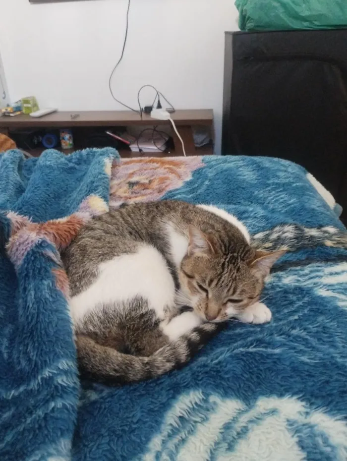 Gato raça SRD-ViraLata idade 2 anos nome jujuba 