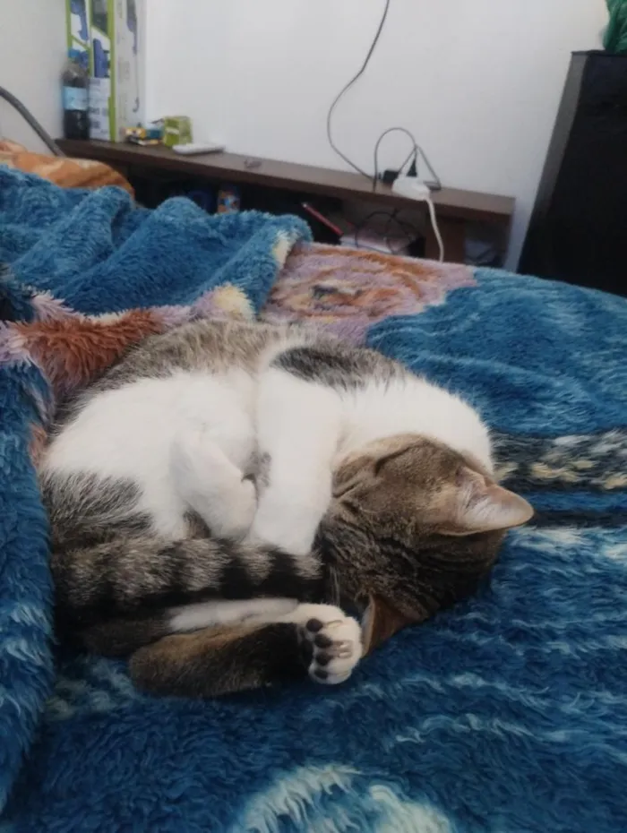 Gato raça SRD-ViraLata idade 2 anos nome jujuba 