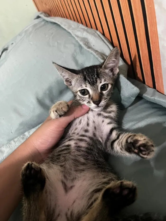 Gato raça SRD-ViraLata idade 2 a 6 meses nome a escolher
