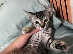 Gato raça SRD-ViraLata idade 2 a 6 meses nome a escolher