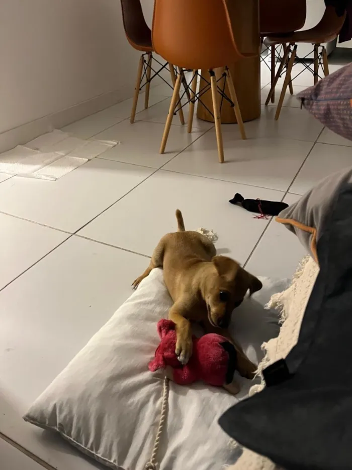 Cachorro raça SRD-ViraLata idade 2 a 6 meses nome Rita