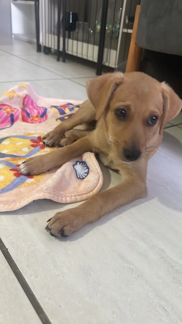 Cachorro raça SRD-ViraLata idade 2 a 6 meses nome Rita